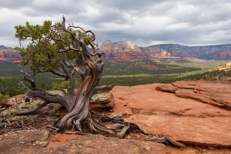 Manzanita tree against red rock desert background.